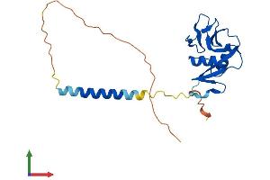 AlphaFold protein structure predicition of Mouse Recombinant Clec2i Protein, UniprotID Q9WVF9