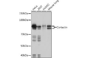 Western blot analysis of extracts of various cell lines, using Cortactin Rabbit mAb (ABIN7266511) at 1:1000 dilution. (Cortactin anticorps)