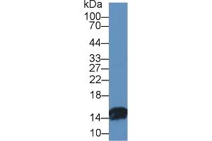 Western Blot; Sample: Bovine Small intestine lysate; Primary Ab: 1µg/ml Rabbit Anti-Bovine FABP2 Antibody Second Ab: 0. (FABP2 anticorps  (AA 2-128))