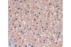 IHC-P analysis of Human Tissue, with DAB staining. (TNPO2 anticorps  (AA 17-248))