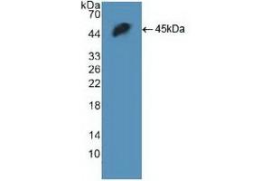 Detection of Recombinant H2AFX, Human using Polyclonal Antibody to H2A Histone Family, Member X (H2AFX) (H2AFX anticorps  (AA 2-143))