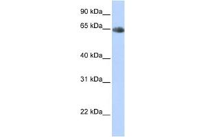 WB Suggested Anti-SLC6A2 Antibody Titration:  0.