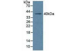 Western blot analysis of Human K562 Cells. (BMI1 anticorps  (AA 152-289))