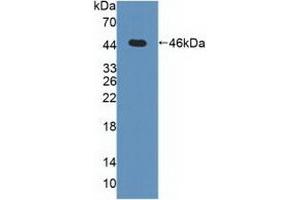 Detection of Recombinant MAPK13, Human using Polyclonal Antibody to Mitogen Activated Protein Kinase 13 (MAPK13) (MAPK13 anticorps  (AA 1-365))