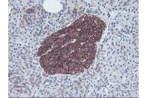 Image no. 9 for anti-Neuroplastin (NPTN) antibody (ABIN1499811) (NPTN anticorps)