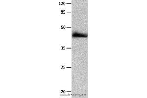 Western blot analysis of HT-29 cell  , using P2RY2 Polyclonal Antibody at dilution of 1:1250 (P2RY2 anticorps)