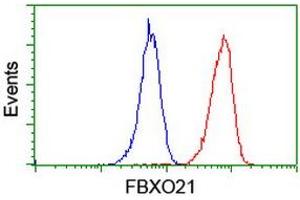 Image no. 4 for anti-F-Box Protein 21 (FBXO21) antibody (ABIN1498231) (FBXO21 anticorps)