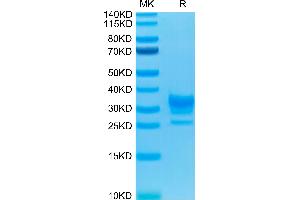 Biotinylated Human Fc gamma RIIB/CD32b on Tris-Bis PAGE under reduced condition. (FCGR2B Protein (His-Avi Tag,Biotin))