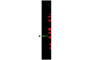 Anti-Cyclin L1/L2ß Antibody - Western Blot. (Cyclin L1/L2 anticorps)
