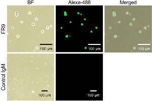 Immunocytochemical analysis of FR9 epitopes expressed on cell surface Immunocytochemical analysis was performed using Burkitt's lymphoma cells (Raji cells). (ST6GAL1 anticorps)