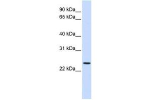 PRRG3 antibody used at 1 ug/ml to detect target protein. (PRRG3 anticorps  (N-Term))