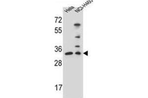 Western Blotting (WB) image for anti-Nth Endonuclease III-Like 1 (NTHL1) antibody (ABIN2996251) (Nth Endonuclease III-Like 1 (NTHL1) anticorps)