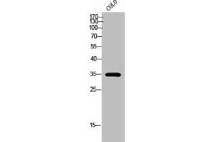 Western Blot analysis of COLO cells using Olfactory receptor 51A7 Polyclonal Antibody (OR51A7 anticorps  (C-Term))