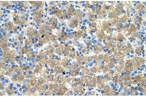 Immunohistochemical staining (Formalin-fixed paraffin-embedded sections) of human liver with MARVELD3 polyclonal antibody .