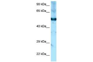 WB Suggested Anti-Shpk Antibody Titration: 1. (SHPK anticorps  (C-Term))