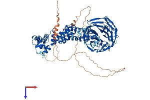 AlphaFold protein structure predicition of Human Recombinant KLHL4 Protein, UniprotID Q9C0H6