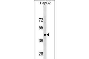 LRRC19 Antibody (C-term) (ABIN1881509 and ABIN2838841) western blot analysis in HepG2 cell line lysates (35 μg/lane). (LRRC19 anticorps  (C-Term))
