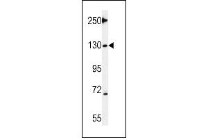 Tnks 2 Antibody (C-term) (ABIN651506 and ABIN2840268) western blot analysis in mouse testis tissue lysates (35 μg/lane).