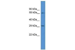Western Blot showing GK2 antibody used at a concentration of 1-2 ug/ml to detect its target protein.