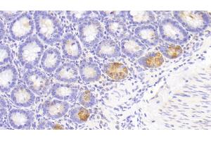 Detection of LZM in Rat Small intestine Tissue using Polyclonal Antibody to Lysozyme (LZM)