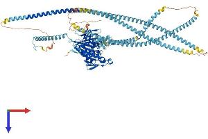 AlphaFold protein structure predicition of Mouse Recombinant Kif5c Protein, UniprotID P28738