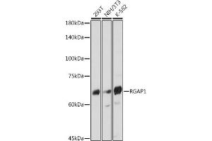 Western blot analysis of extracts of various cell lines, using RG antibody (ABIN7269819) at 1:1000 dilution. (RACGAP1 anticorps)