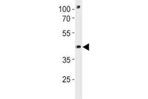 Pou3f3a antibody western blot analysis in zebrafish brain tissue lysate (POU3F3 anticorps  (AA 381-407))