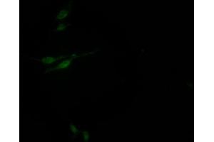 Immunofluorescence staining of HepG2 Cells with ABIN7127630 at 1:50, counter-stained with DAPI. (Recombinant SIN3A anticorps)