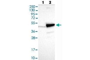 Western blot analysis of Lane 1: Negative control (vector only transfected HEK293T lysate), Lane 2: Over-expression lysate (Co-expressed with a C-terminal myc-DDK tag (~3. (PNMA2 anticorps  (AA 58-206))