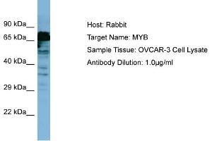 Host: Rabbit Target Name: MYB Sample Type: OVCAR-3 Whole Cell lysates Antibody Dilution: 1. (MYB anticorps  (C-Term))