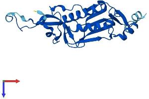 AlphaFold protein structure predicition of Mouse Recombinant Rpl10l Protein, UniprotID P86048