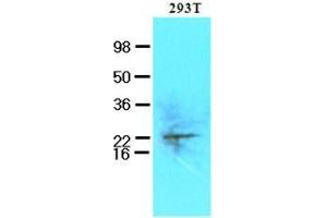 Cell lysates of 293T (50 ug) were resolved by SDS-PAGE, transferred to nitrocellulose membrane and probed with anti-human UBE2S (1:250). (UBE2S anticorps  (AA 1-222))
