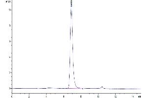 The purity of Human 4-1BB Ligand Trimer is greater than 95 % as determined by SEC-HPLC. (TNFSF9 Protein (Trimer) (His tag))