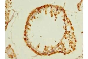 Immunohistochemistry of paraffin-embedded human testis tissue using ABIN7159710 at dilution of 1:100