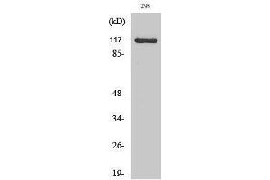 Western Blotting (WB) image for anti-Calcium Channel, Voltage-Dependent, alpha 2/delta Subunit 4 (CACNA2D4) (Internal Region) antibody (ABIN3174124) (CACNA2D4 anticorps  (Internal Region))