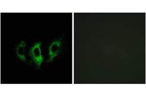 Immunofluorescence (IF) image for anti-G Elongation Factor, Mitochondrial 2 (GFM2) (AA 441-490) antibody (ABIN2890299) (GFM2 anticorps  (AA 441-490))