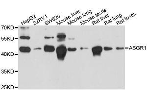 Western blot analysis of extracts of various cell lines, using ASGR1 antibody.