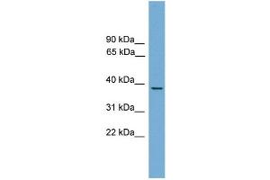 WB Suggested Anti-B230358A15Rik Antibody Titration: 0. (HSF3 anticorps  (Middle Region))
