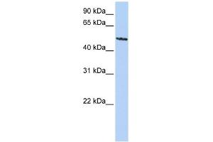 SIGLEC6 antibody used at 1 ug/ml to detect target protein. (SIGLEC6 anticorps  (C-Term))