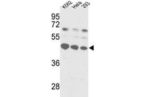 Western blot analysis of SS-B antibody and K562, HeLa, 293 lysate.