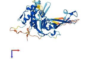 AlphaFold protein structure predicition of Human Recombinant USP50 Protein, UniprotID Q70EL3
