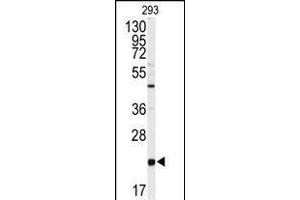 Western blot analysis of anti-PBP Antibody (Center) Antibody (Center) (ABIN392675 and ABIN2842168) in 293 cell line lysates (35 μg/lane). (PEBP1 anticorps  (AA 137-167))