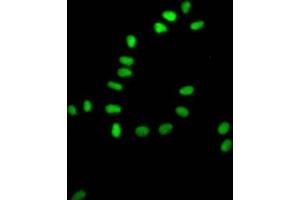 Immunofluorescence staining of Hela Cells with ABIN7127596 at 1:50, counter-stained with DAPI.