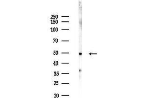 anti-Forkhead Box N4 (FOXN4) (C-Term) antibody