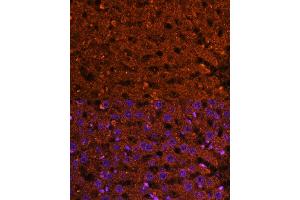 Immunofluorescence analysis of rat liver using HMGCS2 Polyclonal Antibody (ABIN7265329) at dilution of 1:100 (40x lens).