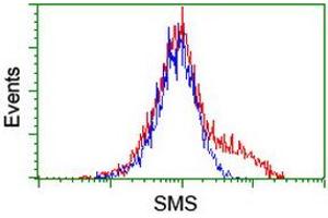 Image no. 10 for anti-Spermine Synthase, SMS (SMS) antibody (ABIN1501093)