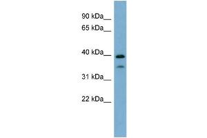 WB Suggested Anti-MAFA Antibody Titration:  0. (MAFA anticorps  (N-Term))