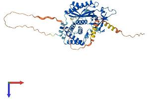 AlphaFold protein structure predicition of Mouse Recombinant Mief2 Protein, UniprotID Q5NCS9