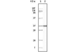 Western Blot showing BLK antibody used against truncated BLK recombinant protein. (BLK anticorps)