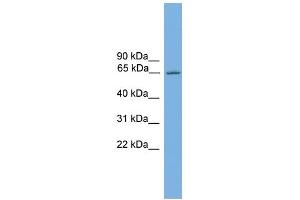 WB Suggested Anti-Nr4a3 Antibody Titration:  0.